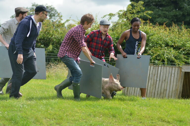 SUMMER Corporate Pigs 4